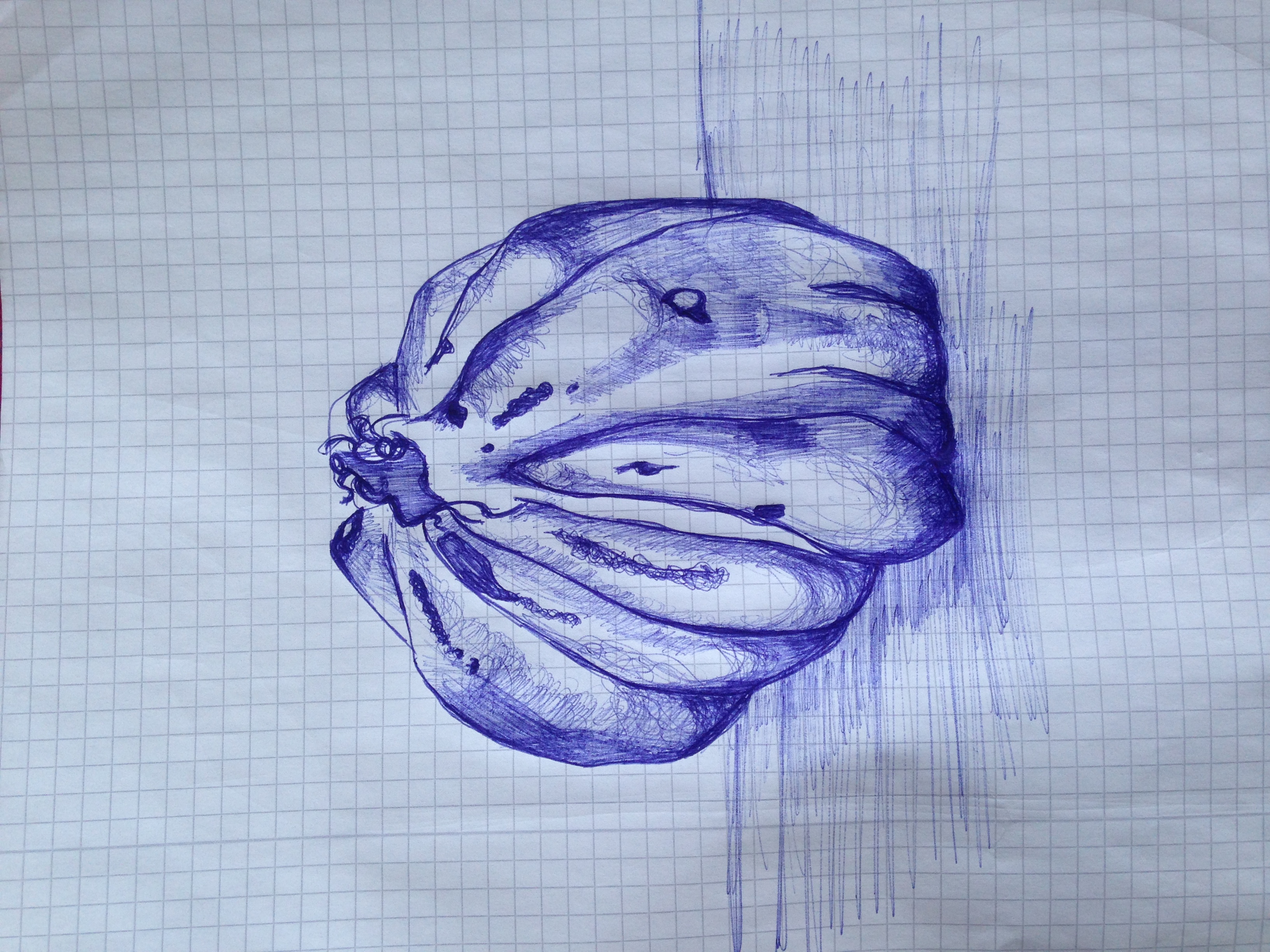 Knoblauch